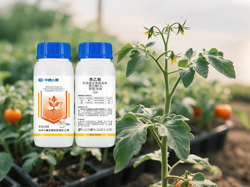 Tomato regulates growth/increases yield