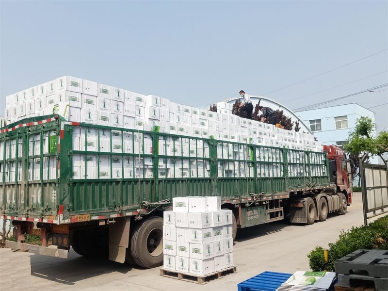 Export of methylphenidate water solution for foreign trade